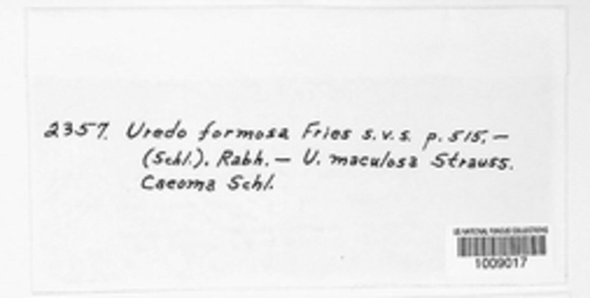 Ravenelia formosana image